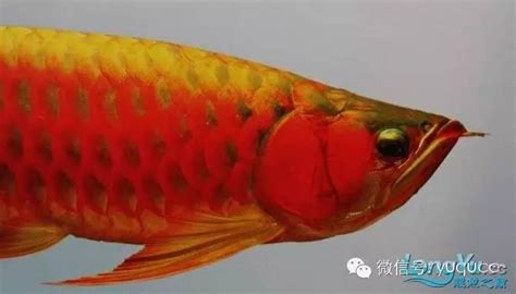 龍魚浮背|龍魚幾種疾病與治療